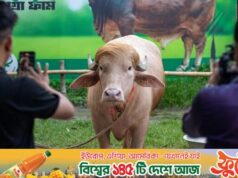 Há mais uma vez uma agitação na mídia mundial em relação ao ‘Trump Buffalo’ de Bangladesh.