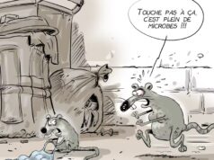 Hantavírus: em São Paulo mapeamos os riscos de epidemias causadas por ratos