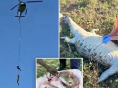 Incrível resgate fluvial na África do Sul: Corpo de empresário desaparecido encontrado dentro de um crocodilo de 4,5 metros | Olhar