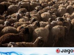 Israelenses roubam animais para sacrifícios, agricultores palestinos em apuros