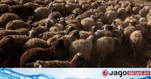 Israelenses-roubam-animais-para-sacrificios-agricultores-palestinos-em-apuros.jpeg