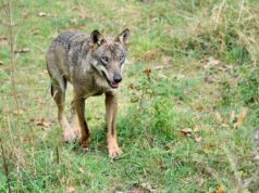 Itália: quase metade dos lobos selvagens são híbridos com cães