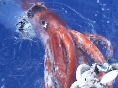 Lula gigante rastreia o tamanho de um ônibus encontrado no fundo dos oceanos da Austrália