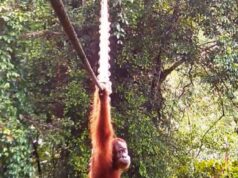 Milagre nas florestas de Sumatra! Quando os orangotangos cruzam a ponte humana Os cientistas ficam muito entusiasmados Assista ao vídeo raro