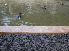 Não apenas vassouras, esses peixes invasores também são encontrados nas águas da Indonésia