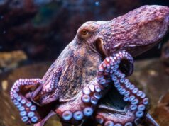 Não eram tubarões ou baleias, estes eram os governantes dos oceanos há centenas de milhões de anos