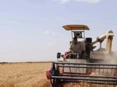 O Egito experimentou com sucesso o cultivo de trigo com água salobra
