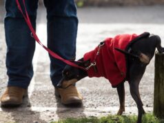 “O fedor”: os donos de cães vão agora enfrentar multas de até 500 euros por não limparem a urina na cidade italiana de Livorno.