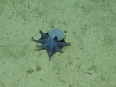 Onze anos após sua descoberta em Galápagos, este polvo azul “tão fofo” ganhou esse nome