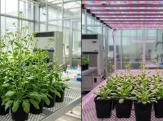 Os cientistas descobriram que a luz pode retardar o crescimento das plantas. Veja como funciona
