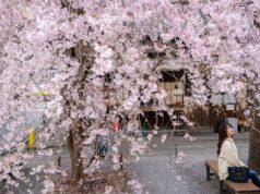 Os dados da flor de cerejeira do Japão têm um novo protetor