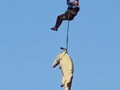Quando a polícia sul-africana removeu o crocodilo suspeito de comer segundos por um comerciante