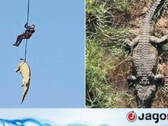 Restos humanos encontrados no estômago de crocodilo de 4,5 metros