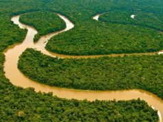Será uma sensação em todo o mundo! Os pulmões do mundo estão secando. A Amazônia está se tornando uma pastagem rica em oxigênio.