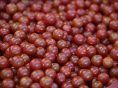 Tomates cereja são importados massivamente de Marrocos, produtores franceses veem vermelho