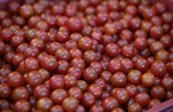 Tomates cereja são importados massivamente de Marrocos, produtores franceses veem vermelho