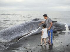 Um cachalote de 15 metros de comprimento foi encontrado morto e levado à praia em Bali