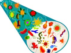Uma microbiota intestinal variada evita que você adoeça?