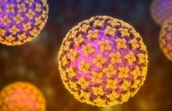 Vacina contra hantavírus: por que ainda não existe soro universal ou tratamento específico