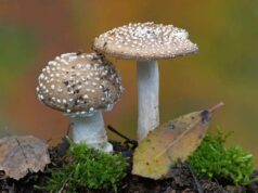 Você sabe! Os fungos podem afetar as chuvas e o clima