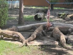Zoológico de Surabaya dá dois dragões de Komodo ao Japão, para quê?