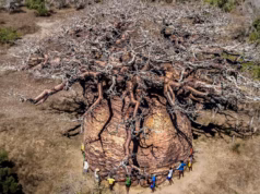 A agonia de Tsitakakantsa, venerável baobá malgaxe morto pelas mudanças climáticas