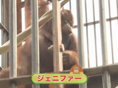 A orangotango Jennifer e Hayato fortalecem a amizade Indonésia-Japão.