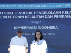 A sinergia KI-KKP visa fortalecer os ecossistemas marinhos de Sumatra a Papua
