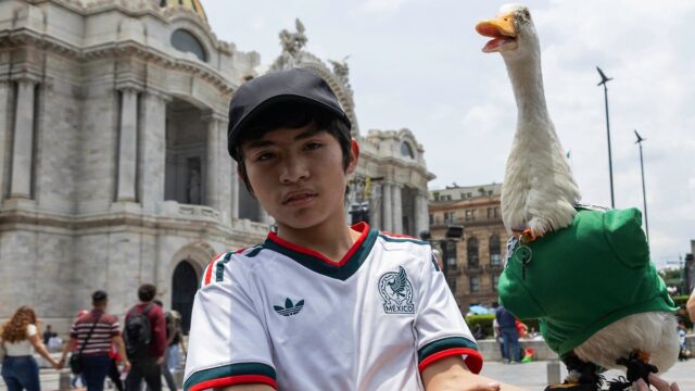 Algo-animal-esta-acontecendo-um-pato-esta-deixando-o-Mexico.jpeg