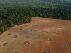 Ao limitar as chuvas, o desmatamento faz com que os rendimentos agrícolas caiam perigosamente