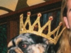 Bill Kaulitz vai realmente comemorar o aniversário de um cachorro