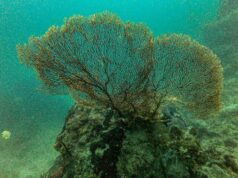 Cientistas descobriram 166 mil quilômetros quadrados de recifes de coral resistentes à crise climática