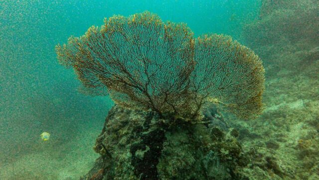Cientistas-descobriram-166-mil-quilometros-quadrados-de-recifes-de-coral.jpeg