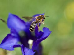 Dynabiod, o ambicioso projeto da França para compreender melhor o declínio da biodiversidade
