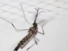 Em vez de espantar os mosquitos, um repelente amplamente utilizado pode na verdade atraí-los