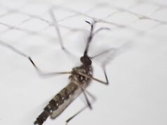 Em vez de espantar os mosquitos, um repelente amplamente utilizado pode na verdade atraí-los