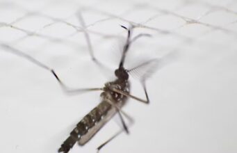 Em vez de espantar os mosquitos, um repelente amplamente utilizado pode na verdade atraí-los