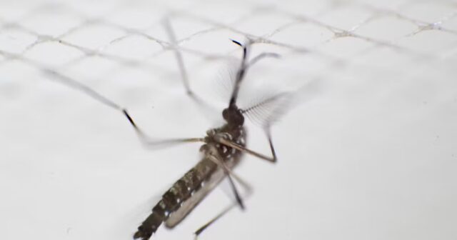 Em-vez-de-espantar-os-mosquitos-um-repelente-amplamente-utilizado.jpeg
