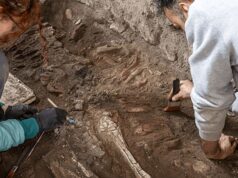 Escavações em Pompéia: descoberta de um esqueleto de cavalo na Casa dos Amantes Castos