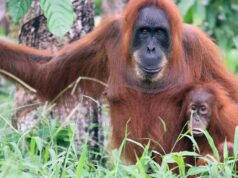Espécie rara de orangotango dizimada por fortes chuvas na Indonésia