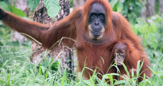 Especie-rara-de-orangotango-dizimada-por-fortes-chuvas-na-Indonesia.jpg