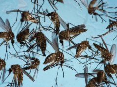 Google pretende liberar 32 milhões de mosquitos machos estéreis nos EUA