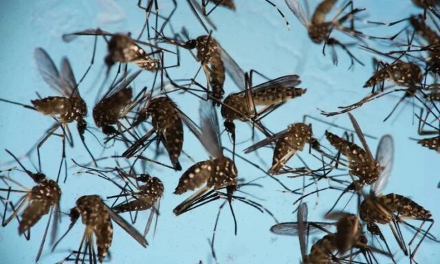 Google-pretende-liberar-32-milhoes-de-mosquitos-machos-estereis-nos.jpg