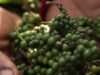 Nos Camarões, a pimenta Penja tornou-se um grand cru exportado internacionalmente