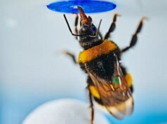 O “momento eureka” de Bumblebee é o primeiro vertebrado a resolver um problema espontaneamente