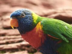 O papagaio-de-testa-azul reapareceu na Ilha Buru
