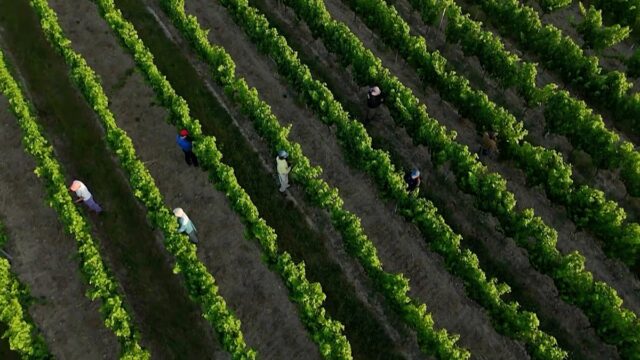 Onda-de-calor-em-Franca-agricultura-escolas-comboios-e-saude.jpg