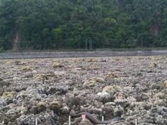 Onde o navio flutuava, o solo seco agora é visível a 200 metros de distância… Por que o mar está recuando repentinamente?