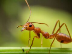 Os níveis dos oceanos influenciaram a evolução das formigas durante milhões de anos