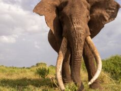 Para proteger uma espécie devemos pensar em animais antigos
